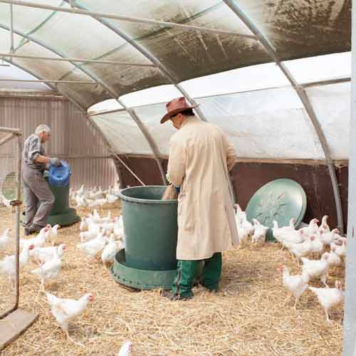 Mitarbeiter/in für die Landwirtschaft, Nutztierhaltung Geflügel